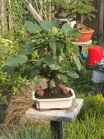 Oude Vijg Bonsai met Dikke Stam, Tuin en Terras, Planten | Bomen, Bloeit niet, Overige soorten, Minder dan 100 cm, Ophalen