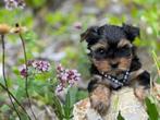 Yorkshire Terrier  Boy mini XXS, Dieren en Toebehoren, Yorkshire Terriër, Fokker | Hobbymatig, 15 weken tot 1 jaar, Reu