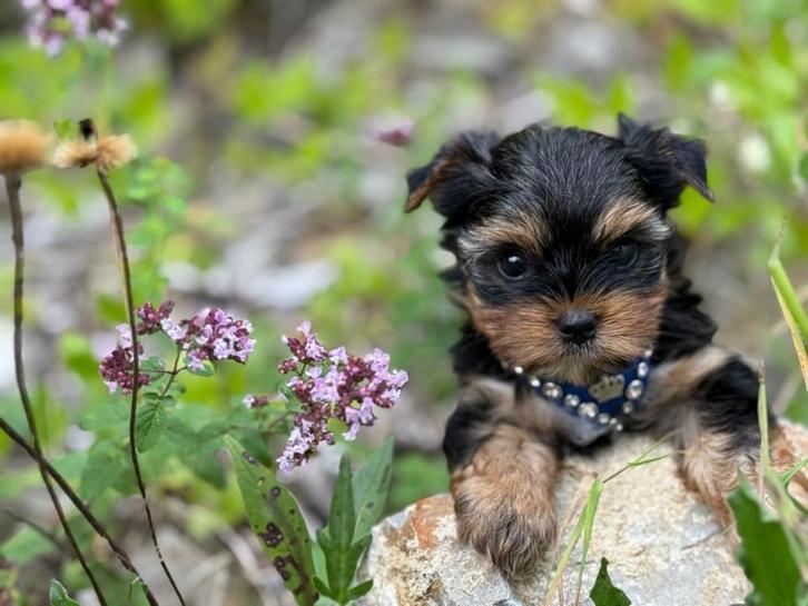 Yorkshire Terrier  Boy mini XXS, Dieren en Toebehoren, Honden | Jack Russells en Terriërs, Reu, Yorkshire Terriër, Fokker | Hobbymatig