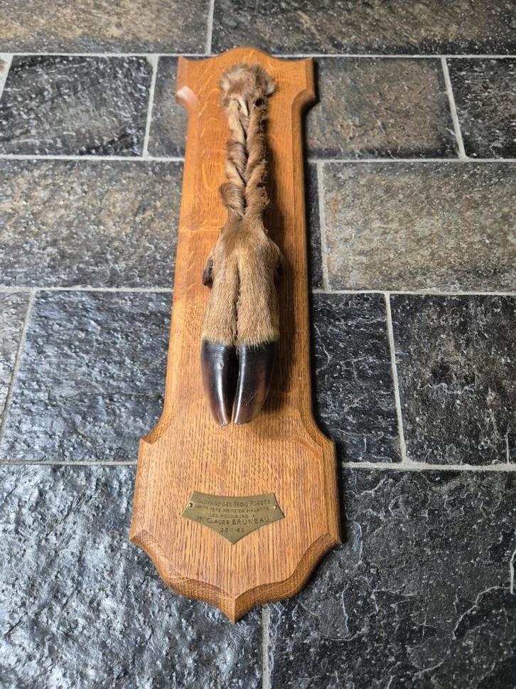 Prachtige gevlochten Edelhert poot jacht trofee mancave, Verzamelen, Dierenverzamelingen, Zo goed als nieuw, Opgezet dier, Hert