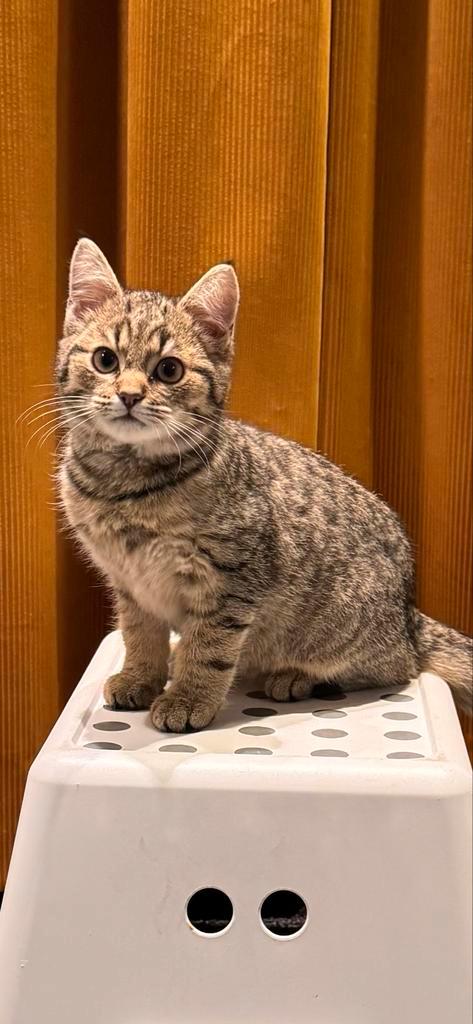 Kitten (kater) zoekt nieuw thuis, Dieren en Toebehoren, Katten en Kittens | Overige Katten, Kater