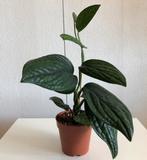 Epipremnum Pinnatum ‘ Marble Planet’ hang/ klimplant., Overige soorten, Minder dan 100 cm, Groene kamerplant, Halfschaduw