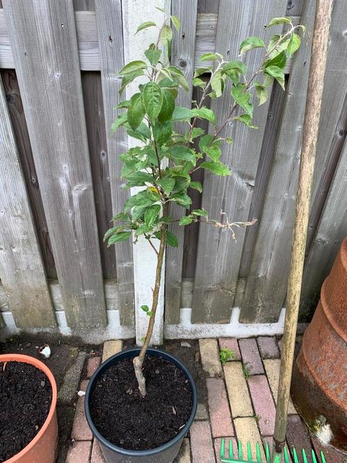 Te koop appel en peer boompje, Tuin en Terras, Planten | Tuinplanten, Ophalen