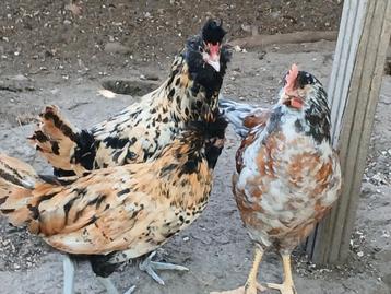 Brabanter haantjes beschikbaar voor biedingen