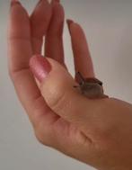 Archachatina marginata ovum xxl, Dieren en Toebehoren, Reptielen en Amfibieën, 0 tot 2 jaar