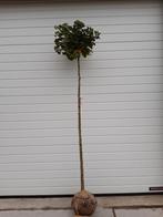 Ginkgo biloba 'Mariken' Japanse notenboom bolboom, Tuin en Terras, Planten | Bomen, Herfst, Bolboom, Ophalen