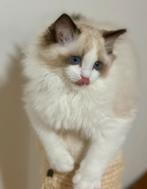 Ragdoll kittens | katers | geholpen | geteste ouders, Kater