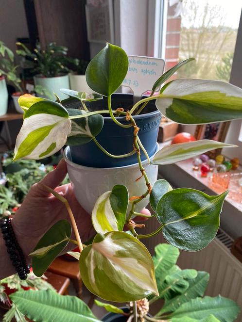 Philodendron Cream Splash, Huis en Inrichting, Kamerplanten, Overige soorten, Minder dan 100 cm, Groene kamerplant, Halfschaduw