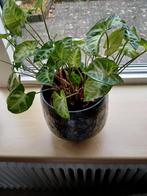 Kamerplant ,Gratis, Huis en Inrichting, Kamerplanten, Ophalen of Verzenden, Halfschaduw, Minder dan 100 cm