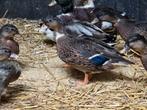 Mooi gekleurde jonge Hollandse kwakers, Dieren en Toebehoren, Meerdere dieren, Eend