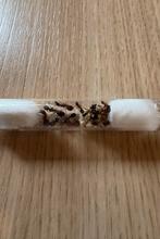 Mieren te koop!, Dieren en Toebehoren, Mieren