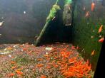 High Grade Orange Sakura Sunkiss Garnalen🔥SALE🔥🦐🧡, Dieren en Toebehoren, Vissen | Aquariumvissen, Kreeft, Krab of Garnaal