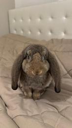 GEZOCHT Franse voedster, Dieren en Toebehoren, Konijnen, Vrouwelijk, Groot