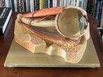 Anatomisch model van oog met Oogkas, Ophalen