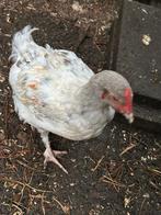 Splash marans haan, Dieren en Toebehoren, Mannelijk, Kip