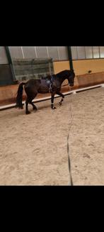 Prachtige friese hengst van Maurus 441 x stendert, Dieren en Toebehoren, Gechipt, Dressuurpaard, 0 tot 2 jaar, Hengst