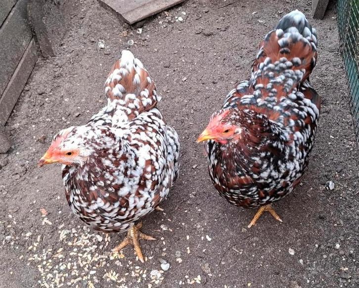 Kippenopvang zoekt mooie plek voor krielhaan en 2 hennen!, Dieren en Toebehoren, Pluimvee, Kip, Meerdere dieren