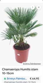 Chamaerops Humilis

Plant, Ophalen of Verzenden, Overige soorten, Volle zon