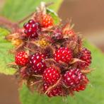 Japanse wijnbes Rubus phoenicolasius, Ophalen, 100 tot 250 cm