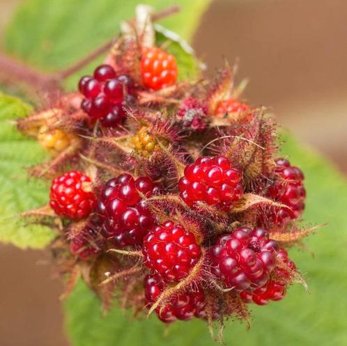 Japanse wijnbes Rubus phoenicolasius, Tuin en Terras, Planten | Struiken en Hagen, 100 tot 250 cm, Ophalen