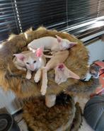 Oosterse korthaar kittens met stamboom klaar om te verhuizen, Dieren en Toebehoren, Katten en Kittens | Raskatten | Korthaar, Meerdere dieren