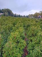 Portugese Laurier - Prunus lusitanica, Vaste plant, Halfschaduw, Lente, Ophalen