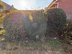 Hulst een groene en bonte voor kerst, Tuin en Terras, Ophalen, Overige soorten, Minder dan 100 cm