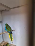 Koppel turqusine parkieten, Dieren en Toebehoren, Meerdere dieren, Parkiet