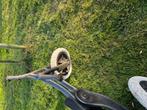 Driewieler loop fiets, Ophalen, Zo goed als nieuw, Overige merken