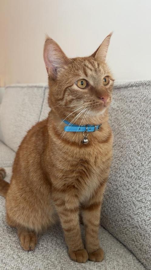 Allerliefste rode kater met bijbehorende spullen!, Dieren en Toebehoren, Katten en Kittens | Raskatten | Korthaar, Kater, Ontwormd