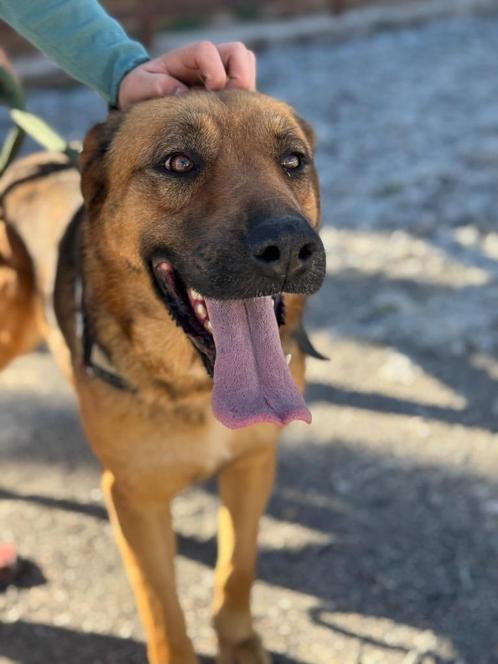 HzH-HILDA, mooie dame verdient nu eindelijk wat geluk!, Dieren en Toebehoren, Honden | Herdershonden en Veedrijvers, Teef, Herder