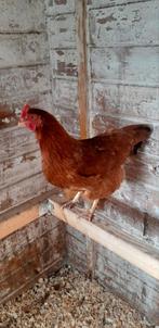 5 New hampshire kippen, Dieren en Toebehoren, Pluimvee, Vrouwelijk, Kip