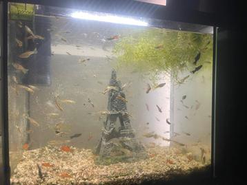 Vissen te koop beschikbaar voor biedingen