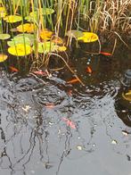 Gratis afhalen/zelf vissen - Goudvissen (buiten vijver), Dieren en Toebehoren, Vissen | Vijvervissen, Goudvis(sen)