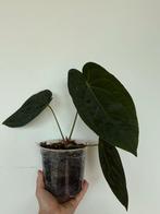 Anthurium papillilaminum X crystallinum, Huis en Inrichting, Kamerplanten, Ophalen of Verzenden, Overige soorten, Minder dan 100 cm