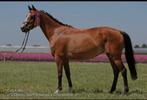 Lieve nrps merrie, Merrie