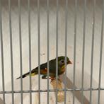 Japanse nachtegaal mannen 2025, natuurbroed en geringd, Dieren en Toebehoren, Vogels | Overige Vogels, Mannelijk, Geringd