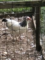 Jonge kippen te koop!, Dieren en Toebehoren, Pluimvee, Meerdere dieren, Kip