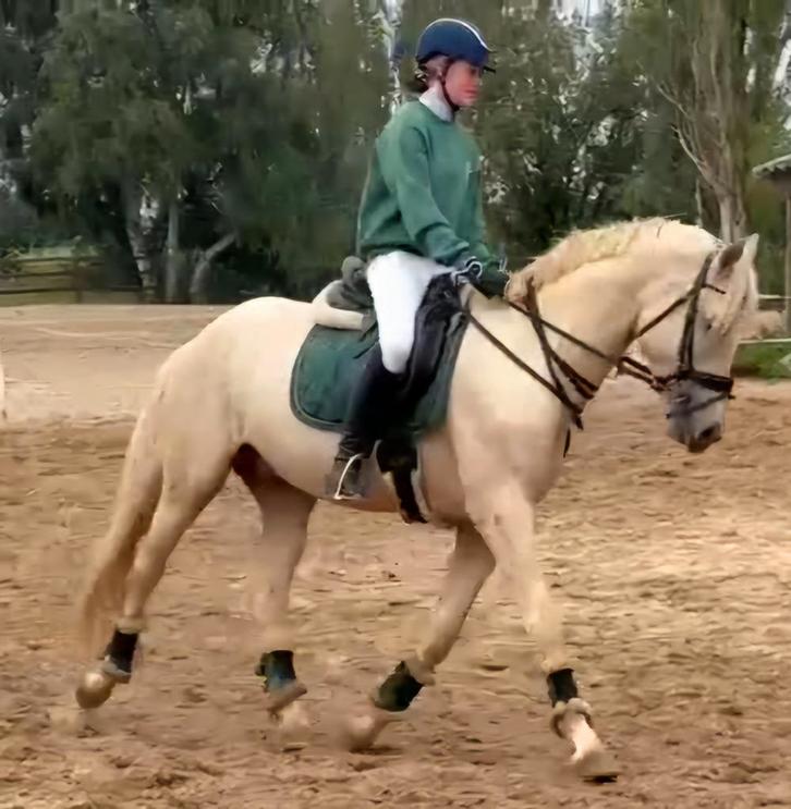 ##SUPER KNAPPE NRPS PALOMINO HENGST 3 JR##, Dieren en Toebehoren, Paarden, Hengst, Zadelmak, 160 tot 165 cm, 3 tot 6 jaar, Dressuurpaard