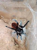 Tliltocatl vagans vrouw, Dieren en Toebehoren, Insecten en Spinnen, Spin of Schorpioen