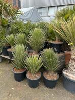 Palmen olijfbomen mediterrane planten en bomen / moederdag, Volle zon, Ophalen of Verzenden, Palmboom, 100 tot 250 cm