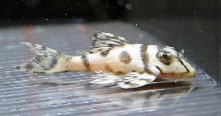 L-Nummers: L236 sw	3-5 cm, Dieren en Toebehoren, Vissen | Aquariumvissen, Zoetwatervis, Vis
