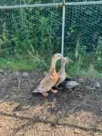Mannetjes loopeend met kuif, Dieren en Toebehoren, Pluimvee, Mannelijk, Eend