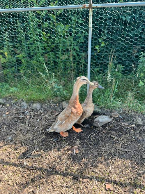 Mannetjes loopeend met kuif, Dieren en Toebehoren, Pluimvee, Eend, Mannelijk