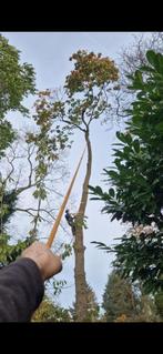 Boomverzorging, Diensten en Vakmensen, Tuinmannen en Stratenmakers, Garantie, Tuinonderhoud of Snoeiwerk