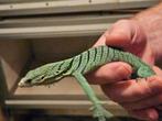 0.1 femelle  Varanus Prasinus Merauke, Dieren en Toebehoren, Reptielen en Amfibieën, Hagedis, 0 tot 2 jaar