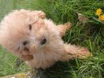 Puppy poedel Toy, Dieren en Toebehoren, Honden | Chihuahua's en Gezelschapshonden, Overige rassen, 8 tot 15 weken, Teef, Eén hond