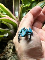 Dendrobates aurates el cope trio 0.0.3, Amfibie, 0 tot 2 jaar