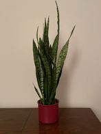 Sanseveria - Vrouwentong, Huis en Inrichting, Kamerplanten, Ophalen, Overige soorten, Minder dan 100 cm