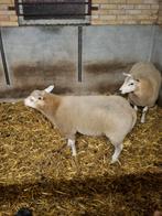 Te koop 2 beste rammen, Dieren en Toebehoren, Mannelijk, Schaap